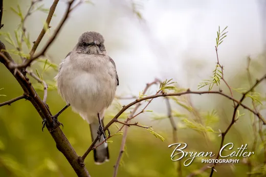 Northern Mockingbird