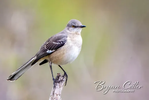 Northern Mockingbird
