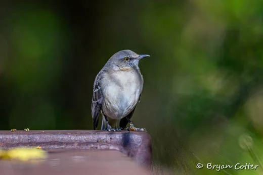 Northern Mockingbird