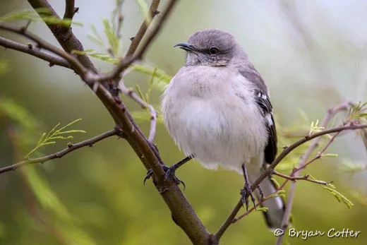 Northern Mockingbird