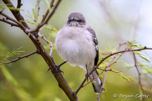 Northern Mockingbird