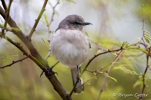 Northern Mockingbird
