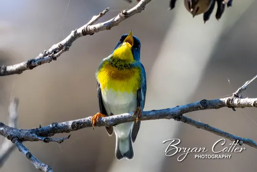 Northern Parula