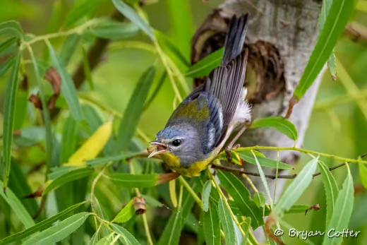 Northern Parula