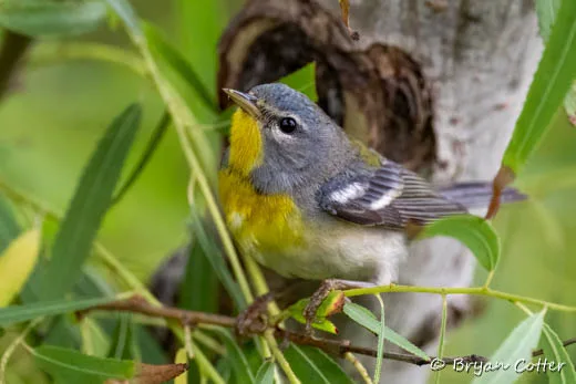 Northern Parula