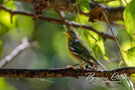 Northern Parula