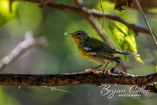 Northern Parula