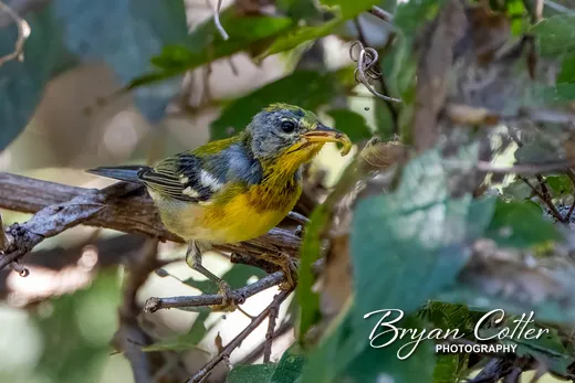 Northern Parula