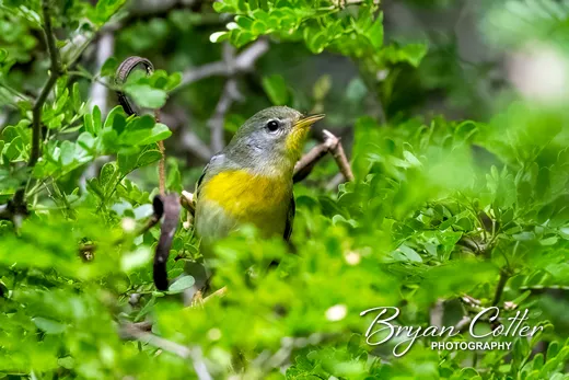 Northern Parula