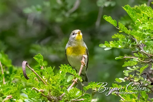 Northern Parula