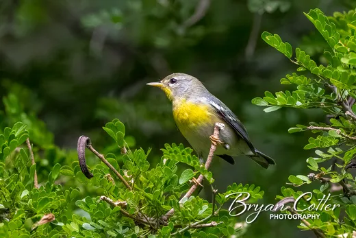 Northern Parula