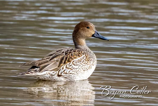 Northern Pintail