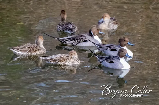 Northern Pintail