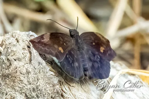 Northern Sicklewing