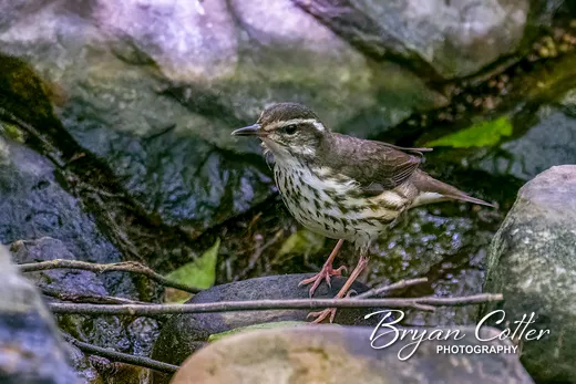 Northern Waterthrush