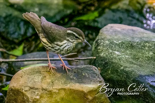 Northern Waterthrush