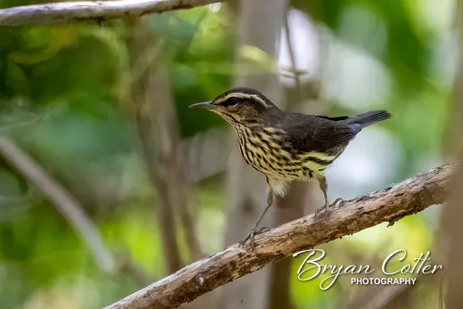 Northern Waterthrush