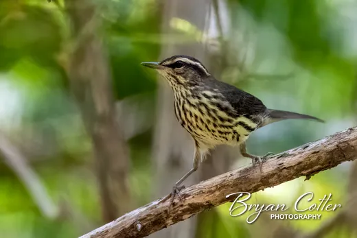 Northern Waterthrush