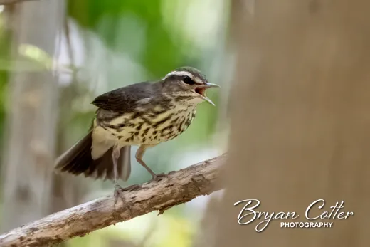 Northern Waterthrush