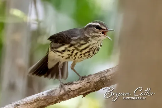 Northern Waterthrush