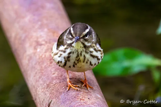 Northern Waterthrush