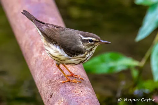 Northern Waterthrush