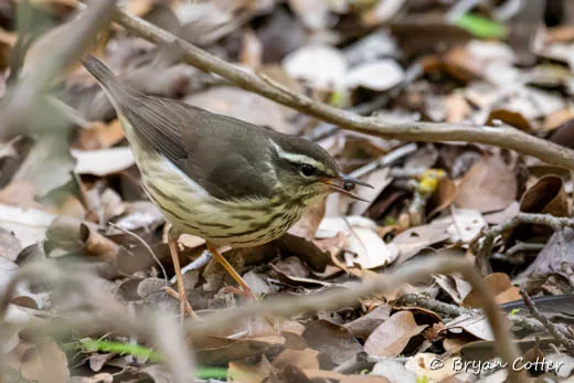 Northern Waterthrush
