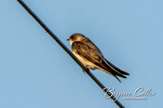 Northern Rough-winged Swallow photographed in the Granger Lake region of Texas by Bryan Cotter