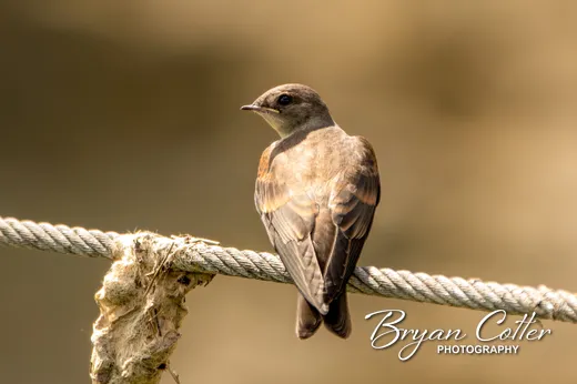Northern Rough-winged Swallow