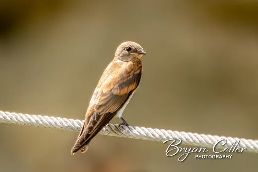 Northern Rough-winged Swallow