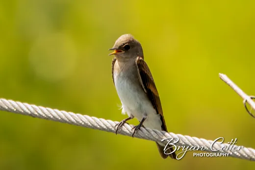 Northern Rough-winged Swallow