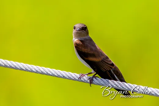 Northern Rough-winged Swallow
