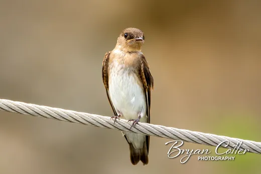 Northern Rough-winged Swallow