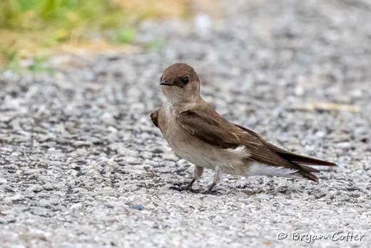Northern Rough-winged Swallow