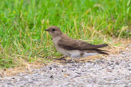 Northern Rough-winged Swallow