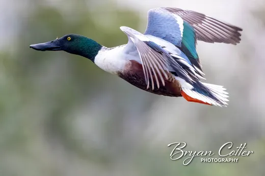Northern Shoveler photographed in Texas by Bryan Cotter