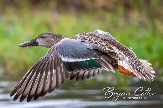 Northern Shoveler