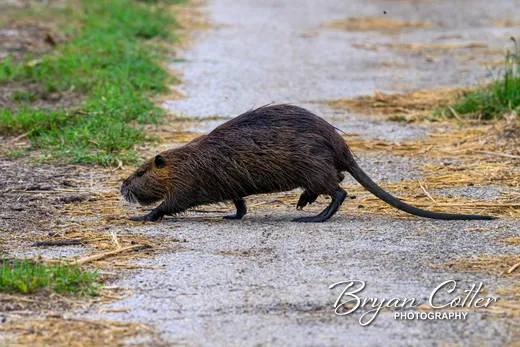 Nutria