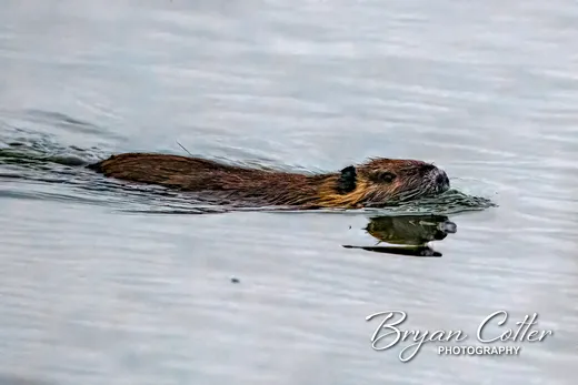 Nutria