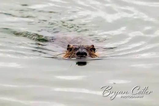 Nutria