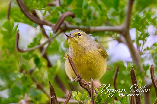 Orange-crowned Warbler