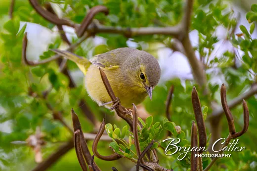 Orange-crowned Warbler
