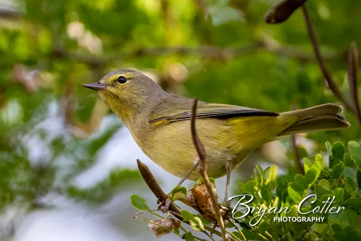 Orange-crowned Warbler