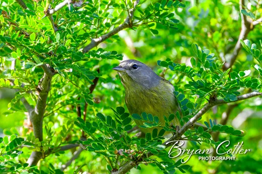 Orange-crowned Warbler