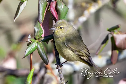 Orange-crowned Warbler