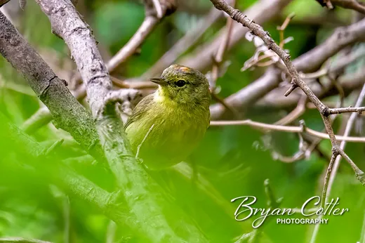 Orange-crowned Warbler