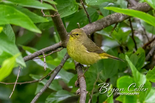 Orange-crowned Warbler