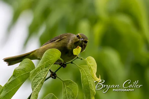 Orange-crowned Warbler