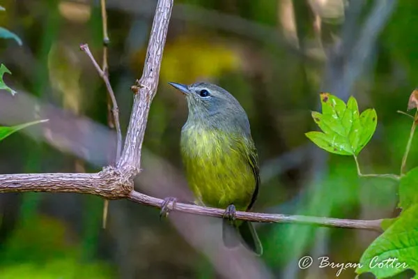 Orange-crowned Warbler