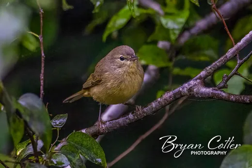 Orange-crowned Warbler photographed in the Rio Grande Valley region of Texas by Bryan Cotter